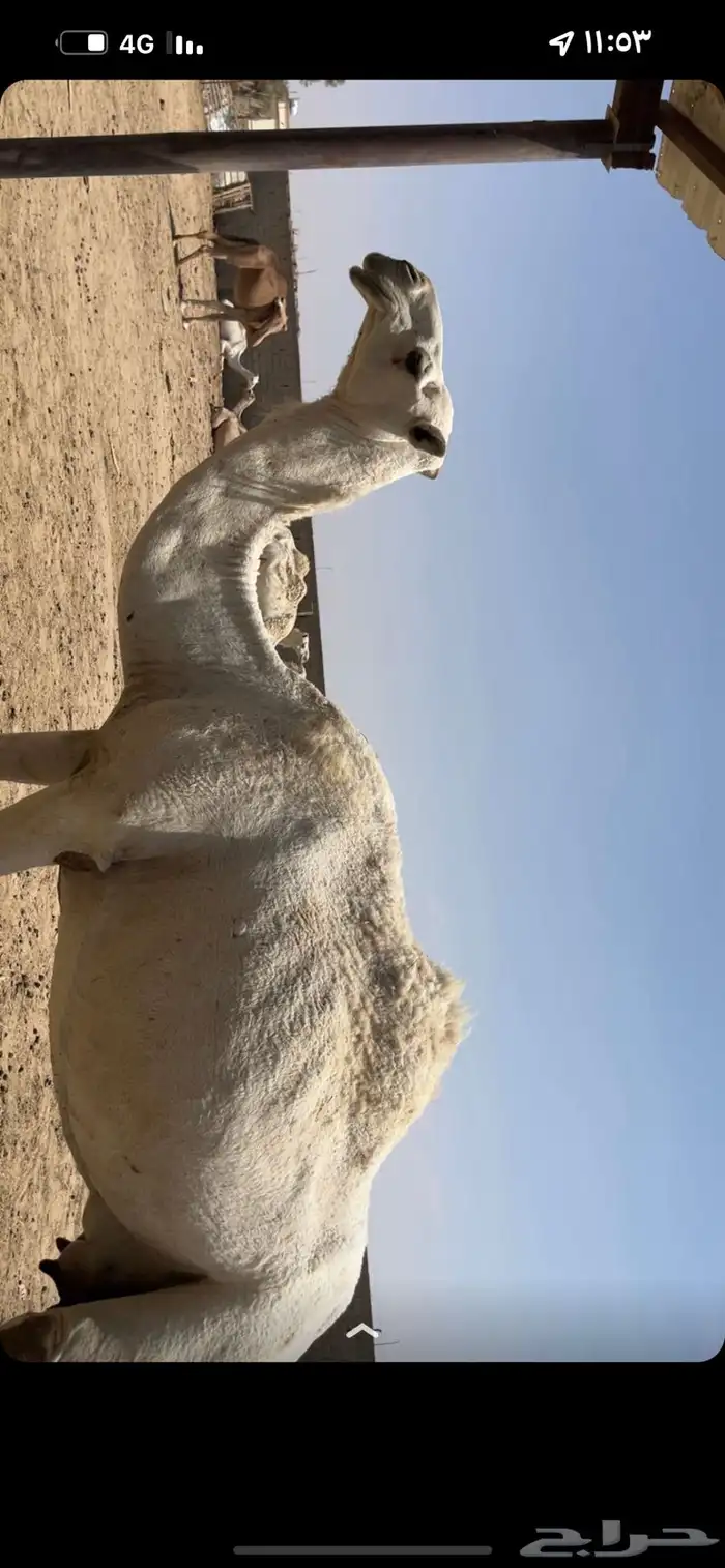 ضرايب ثنتين مشروطه وقعود سنه لقي ولقحه وضحا 8