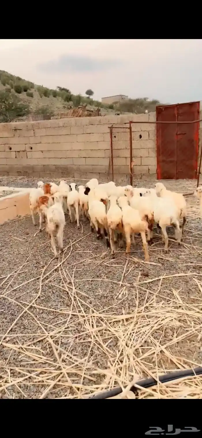 رخال رفيدية تربية محايل عسير 1