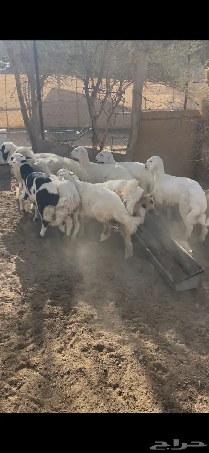 للبيع غنم طليان ورخال 0