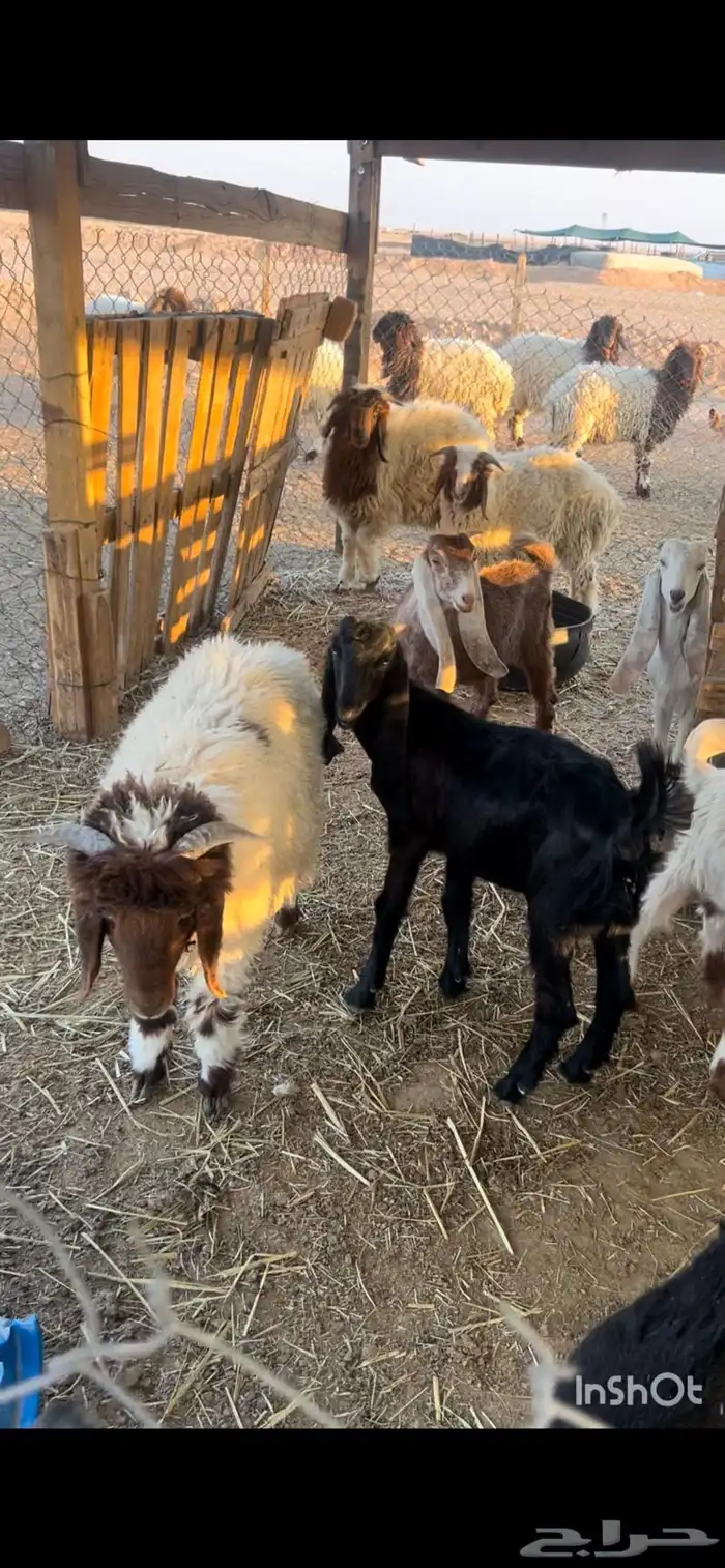 تيوس وطليان للبيع 2