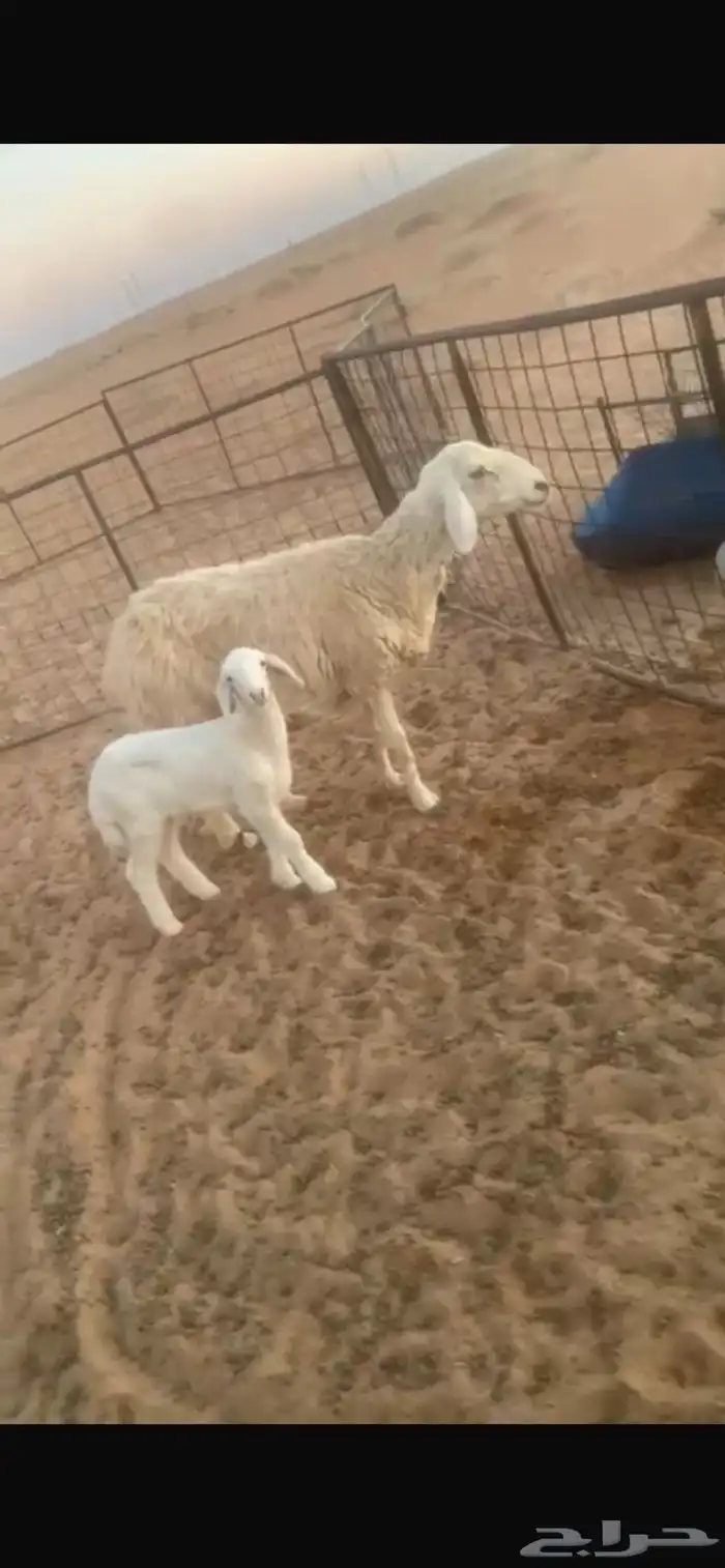 شاه حريه مطفل 0