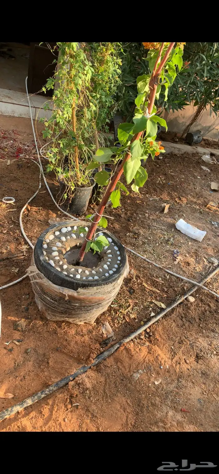 جهنميه متسلقه 3