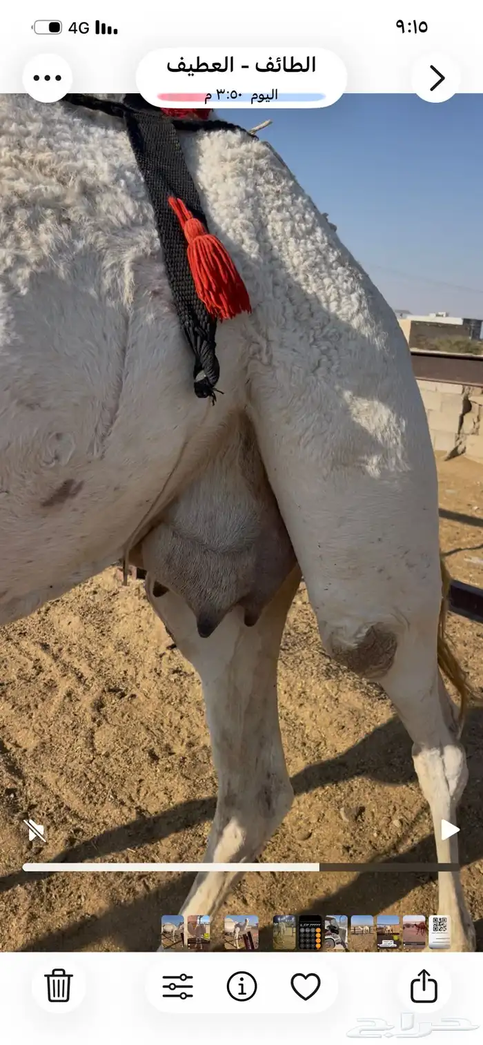 خفوت مبيوع ولدها اليوم 2