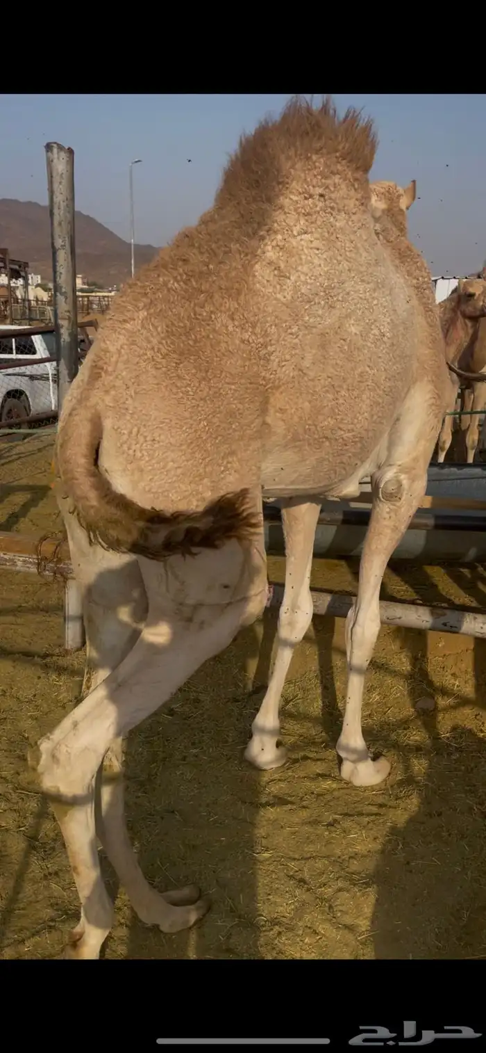 للبيع قعود كايف للمبادي وزواجات 3