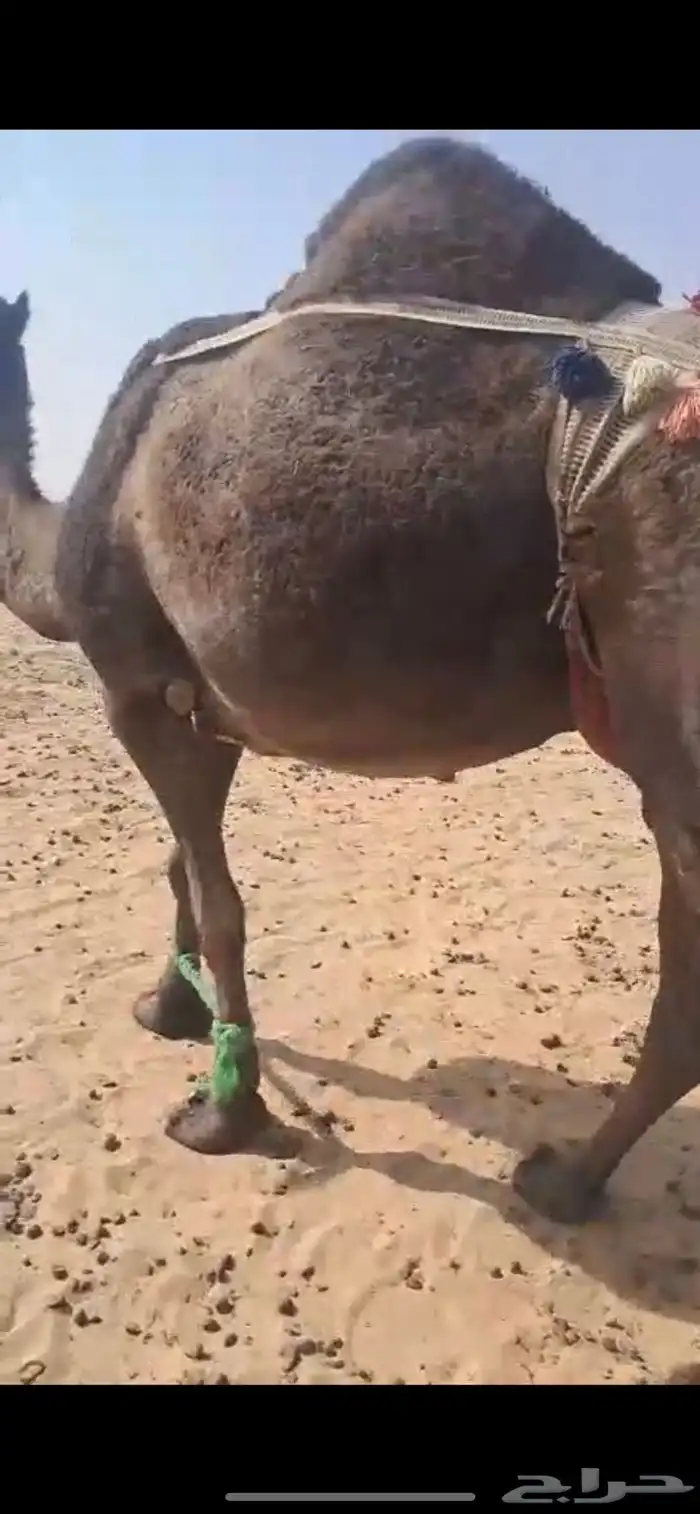 عشرا سمين فل وبنتها في الشبك 0