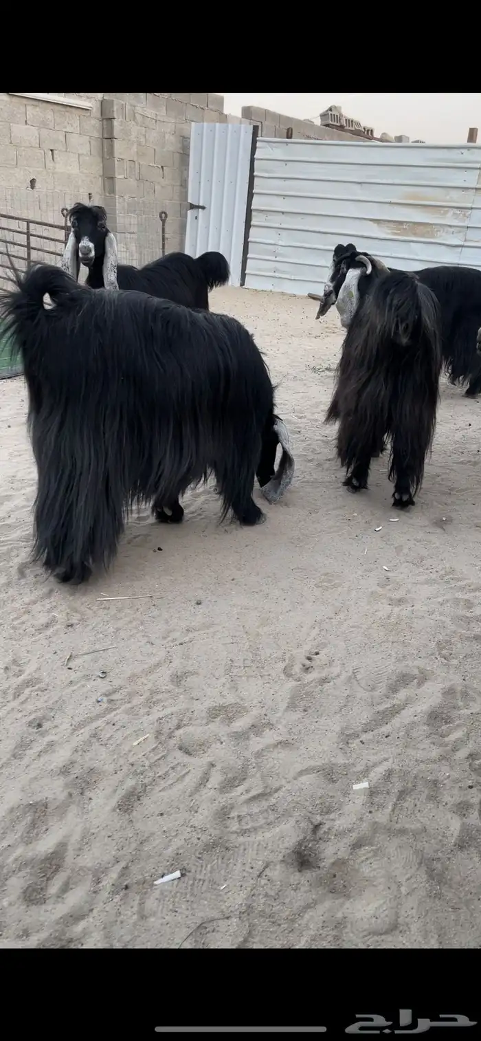 للبيع معزا عوارض ريش خصم معررفه 1