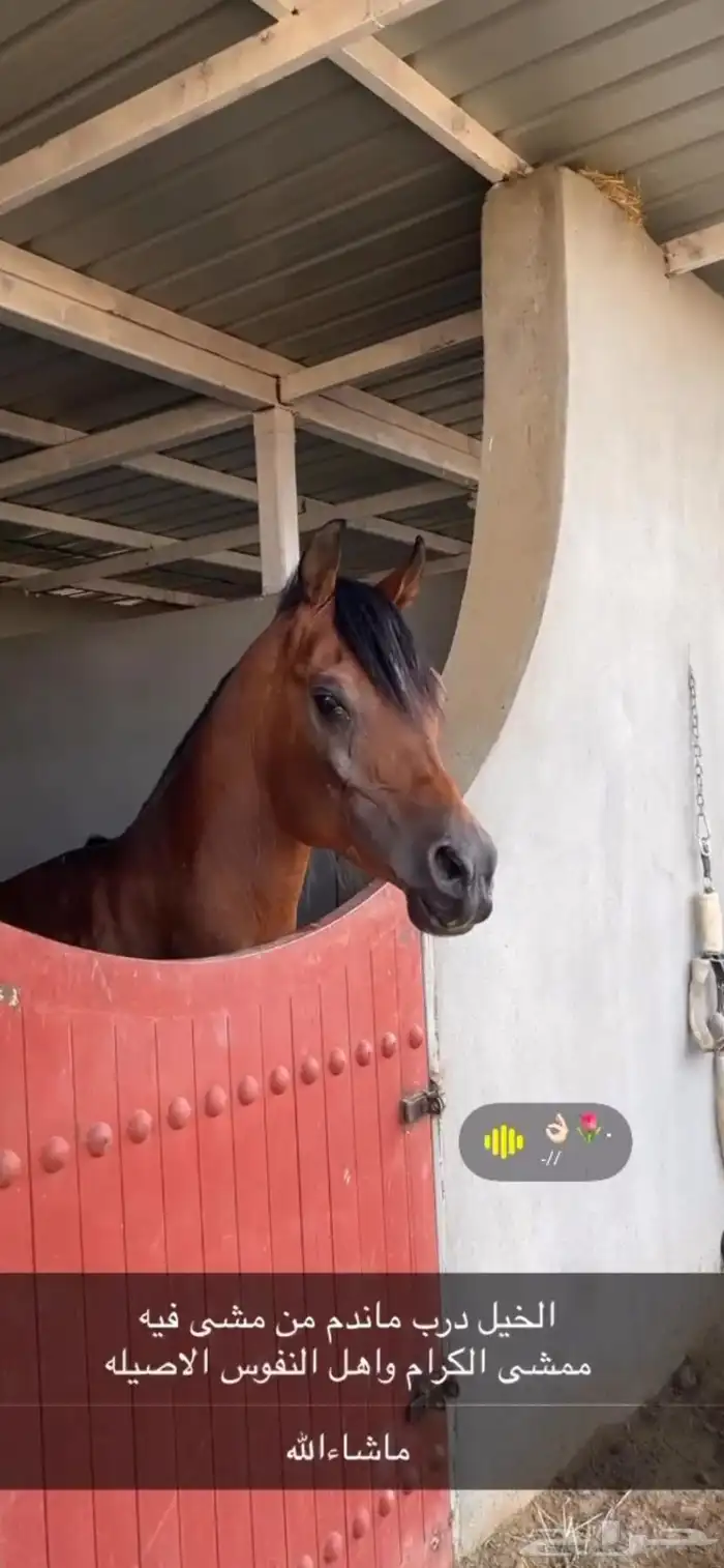 حصان واهو شيييخ وفحل مربط منوة القاني 1