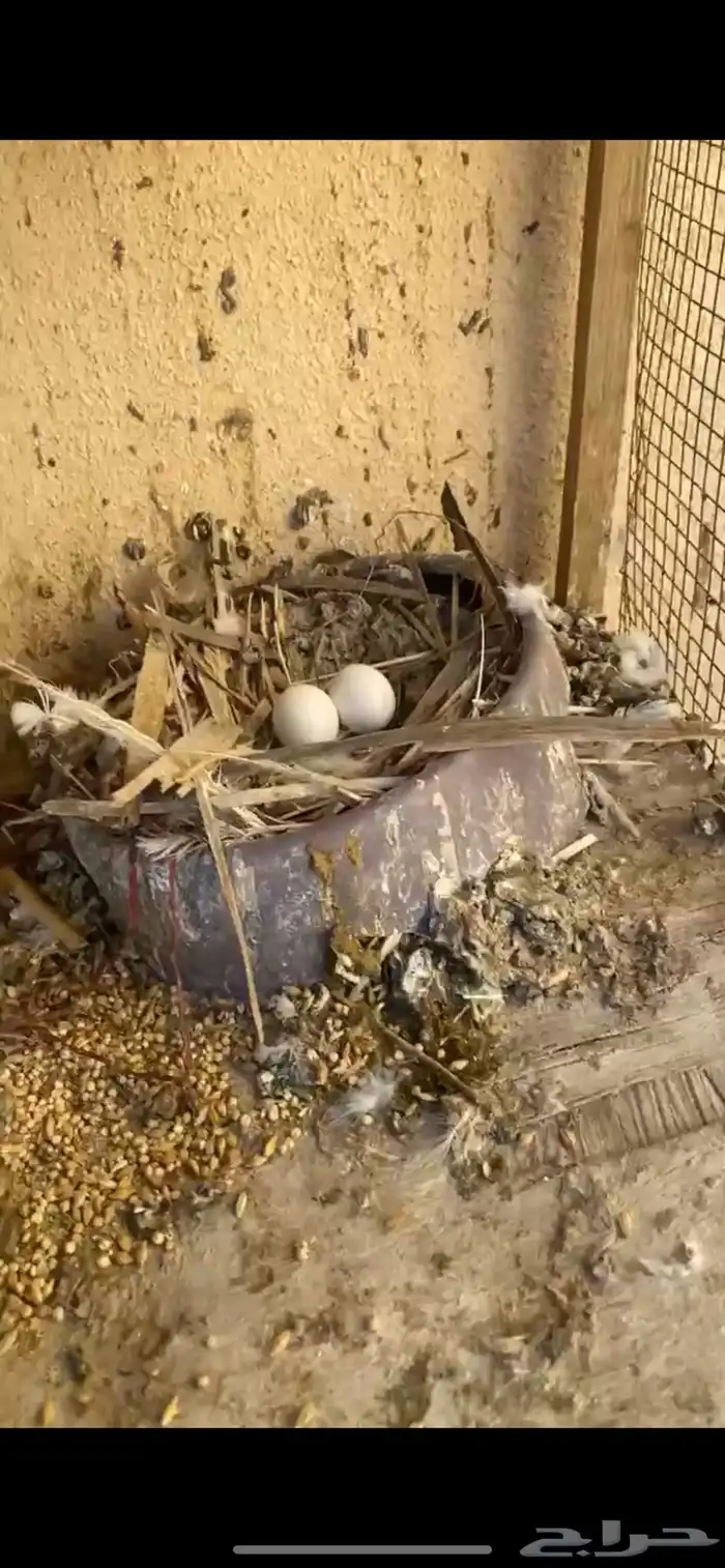 زوج شامي كفو 1