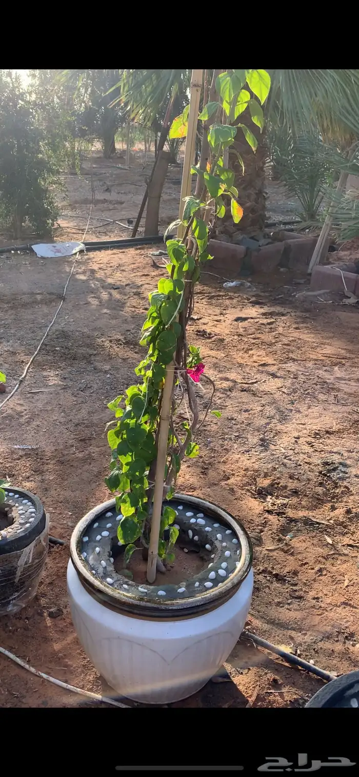 جهنميه متسلقه 6