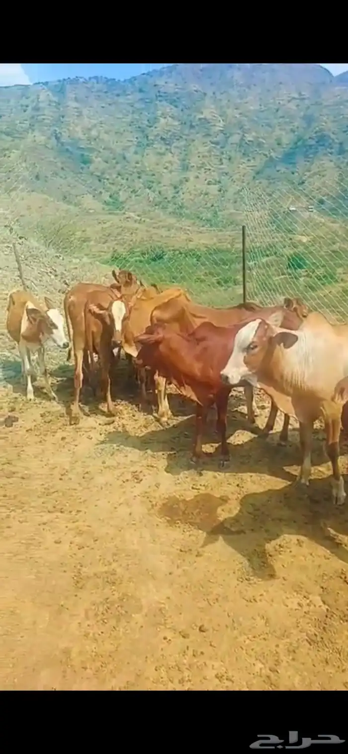 7ذكورو2 اناث 5