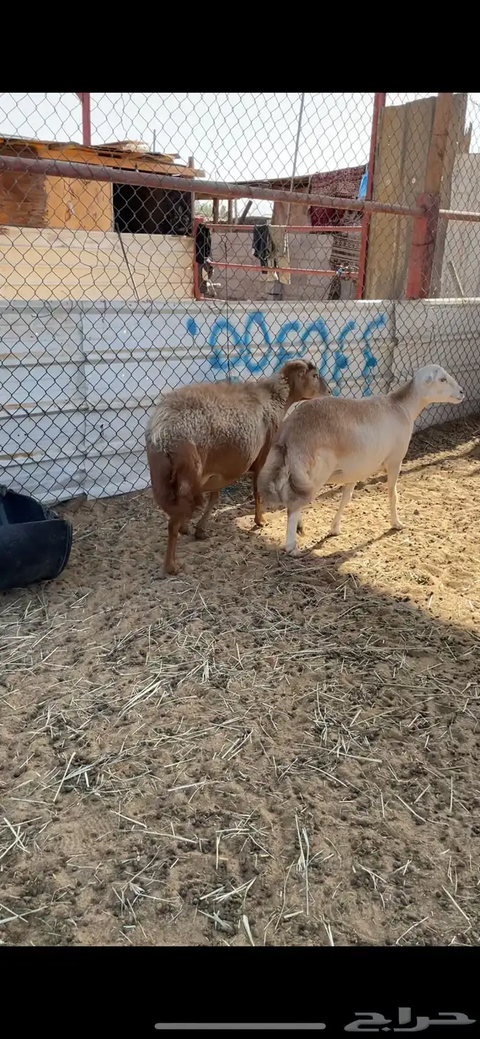 غنم دفيع طيبة 3