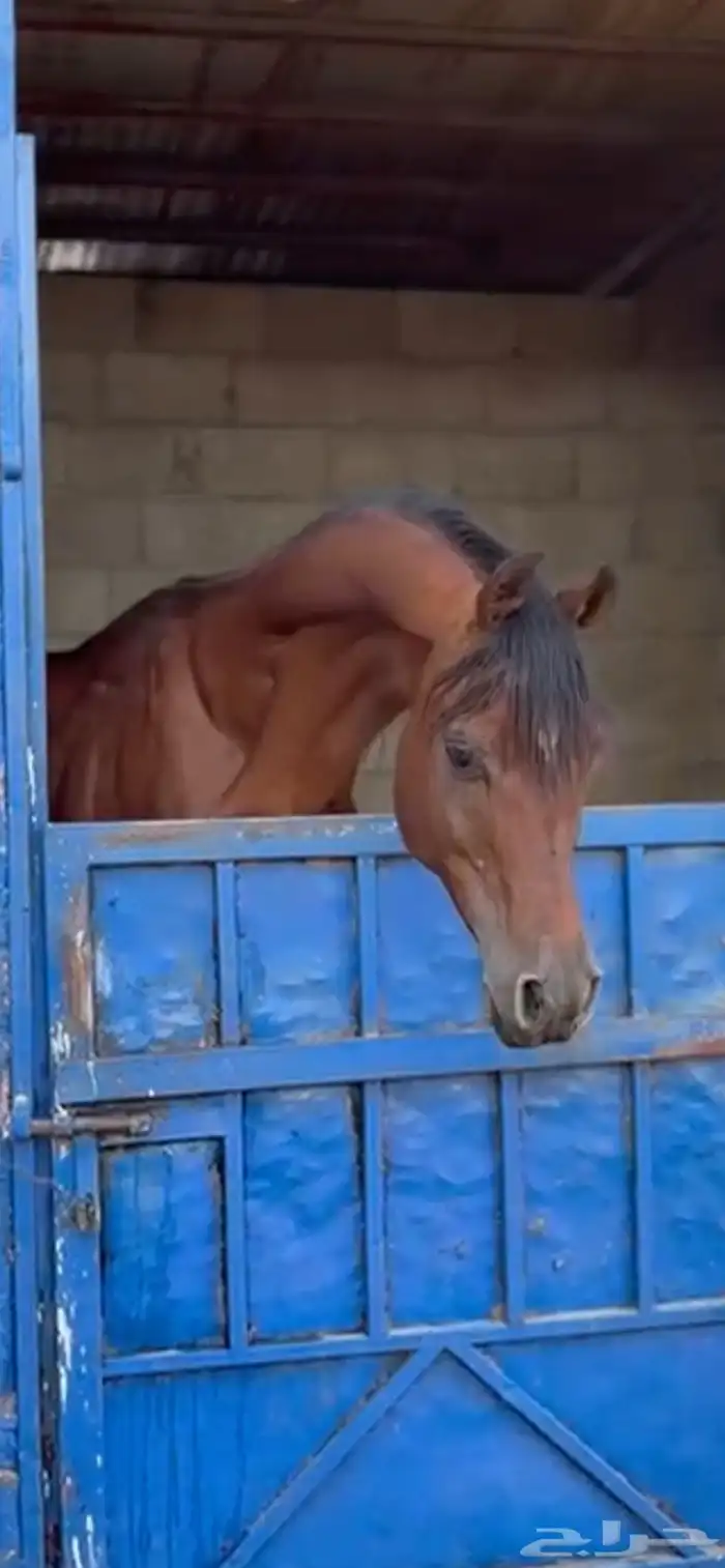 حصان واهو شيييخ وفحل مربط منوة القاني 0