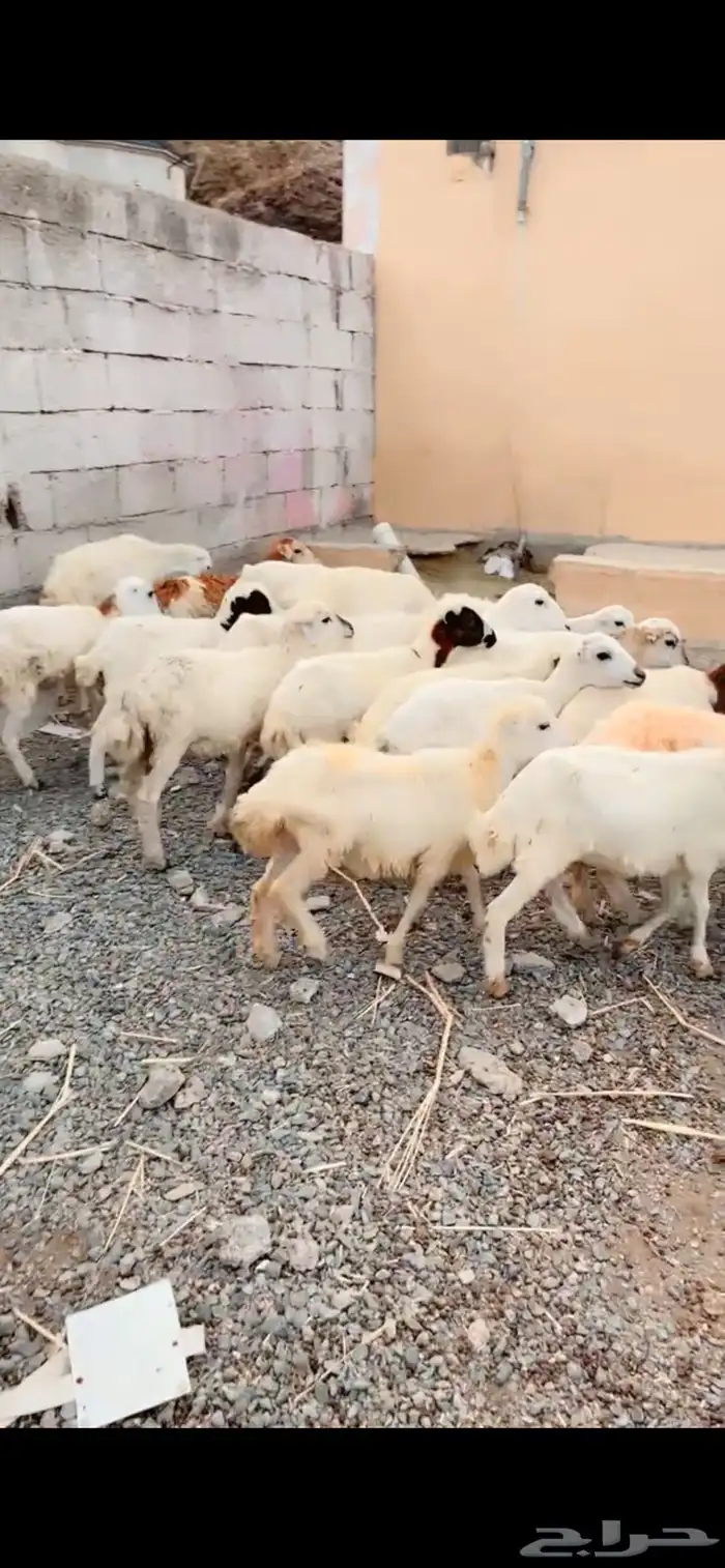 رخال رفيدية تربية محايل عسير 3