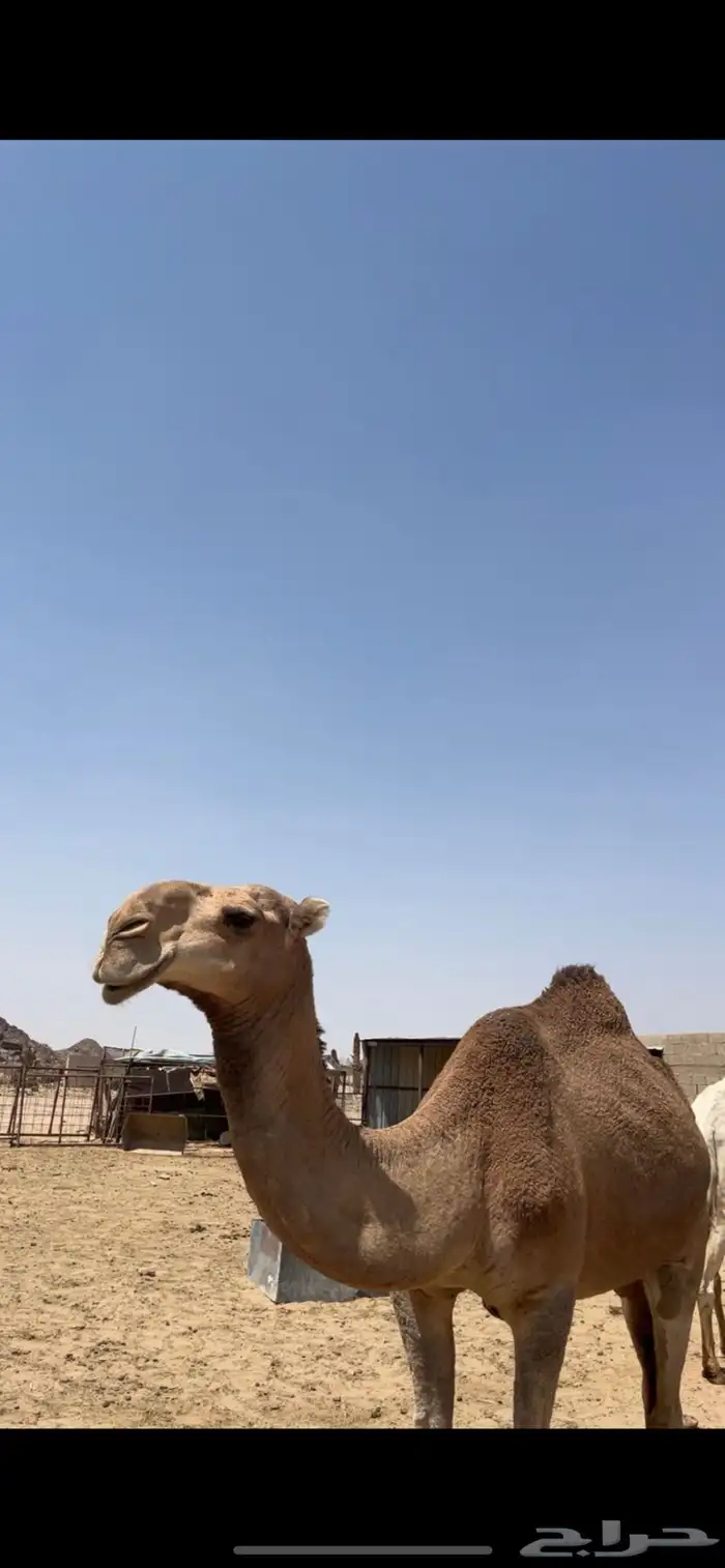 ضرايب ثنتين مشروطه وقعود سنه لقي ولقحه وضحا 5