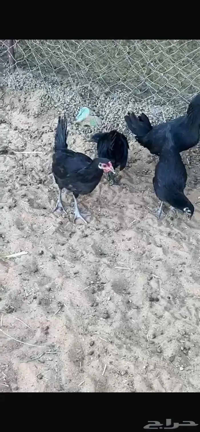 دجاج اسود صافي 2