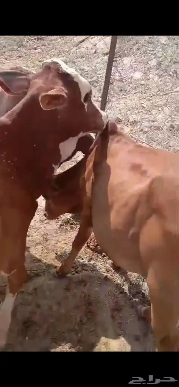 7ذكورو2 اناث 18