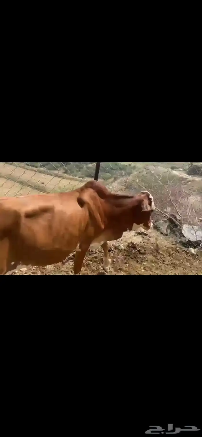 7ذكورو2 اناث 7