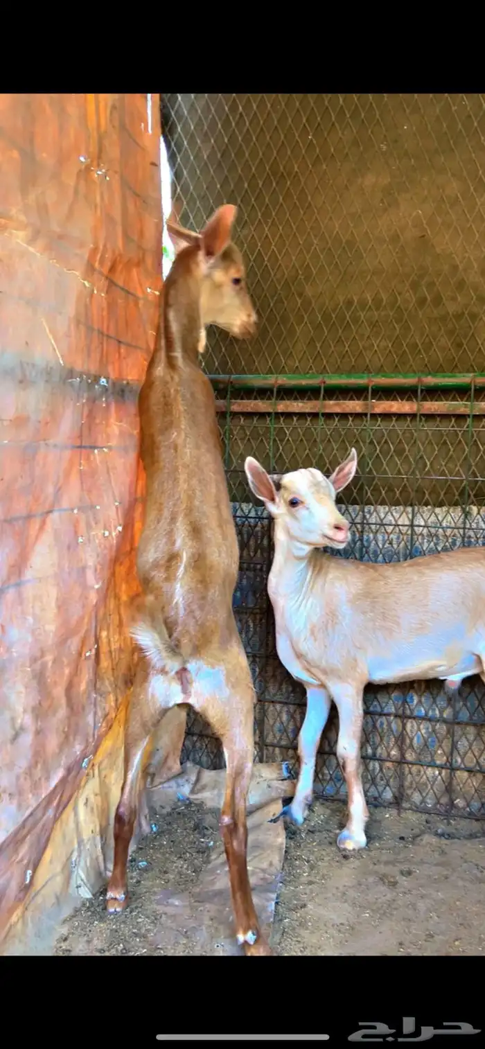 تيوس جنبوبيه طيبه السمن فوق انص حلال مطعم ومحصن واكل 2