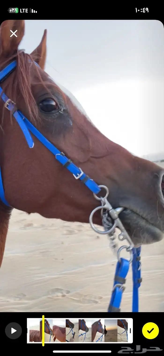 حصان مصري شعبي 9