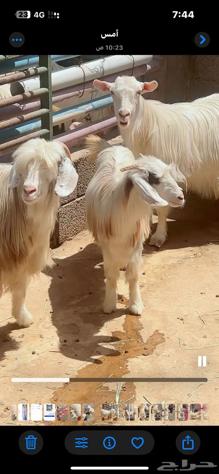 ماعز رحبيات 3