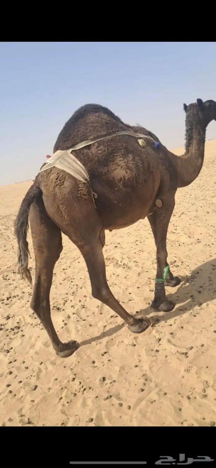 عشرا سمين فل وبنتها في الشبك 2