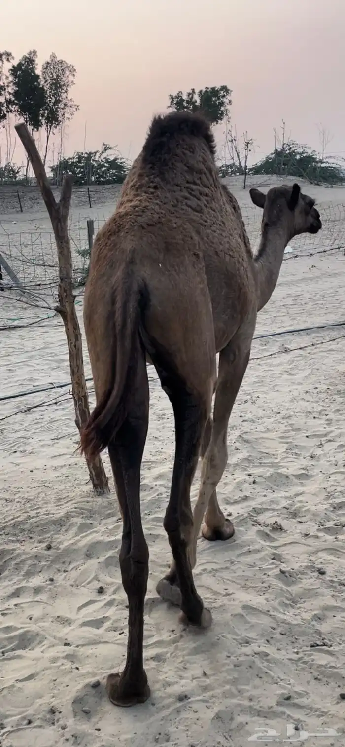 قعود وبكرتين على اللبن للبيع 17