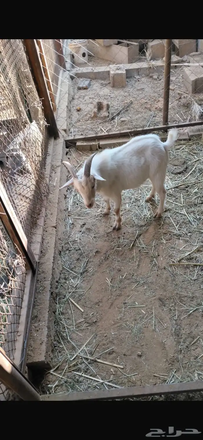 تيوس قزمية 0