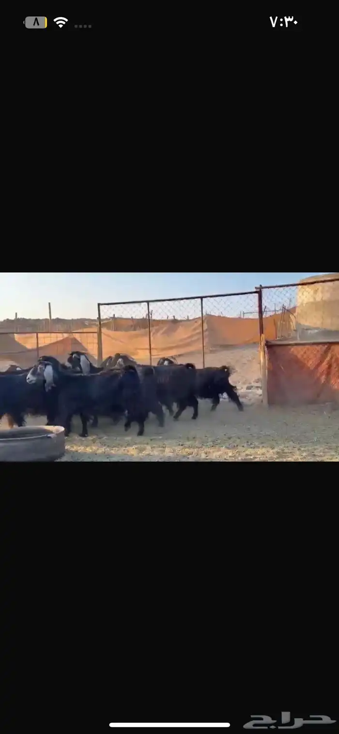 للبيع معزا عوارض تلاد بعض 0