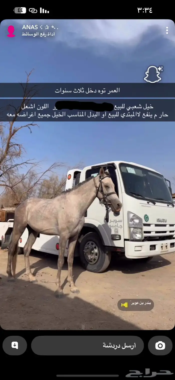 خيل للبيع العمر تو دخل ثلاث سنوات 0