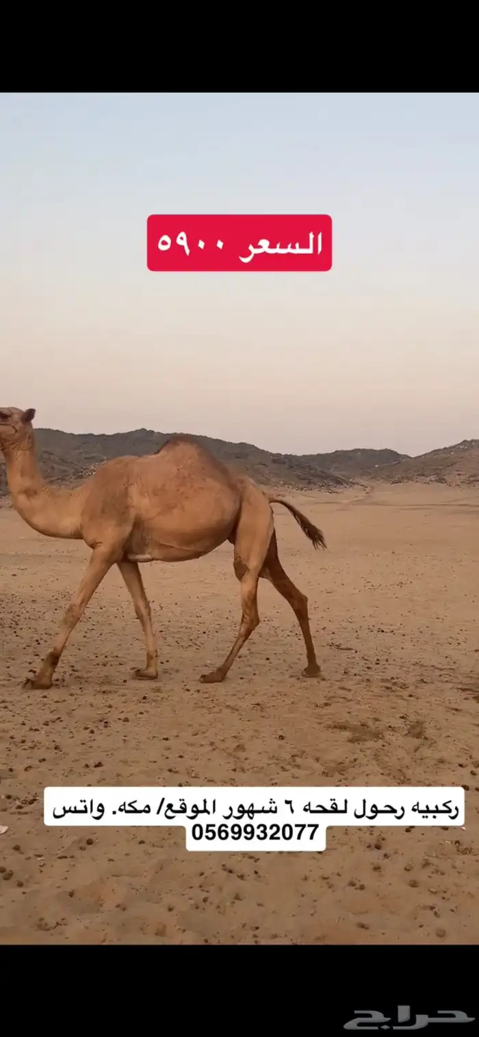 ركبي ركبيه رحول 6