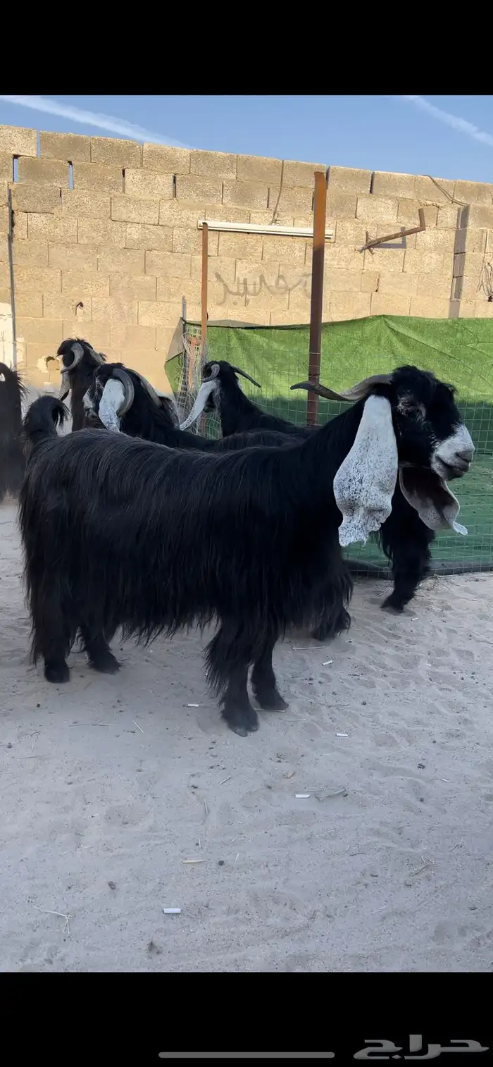 للبيع معزا عوارض ريش خصم معررفه 5