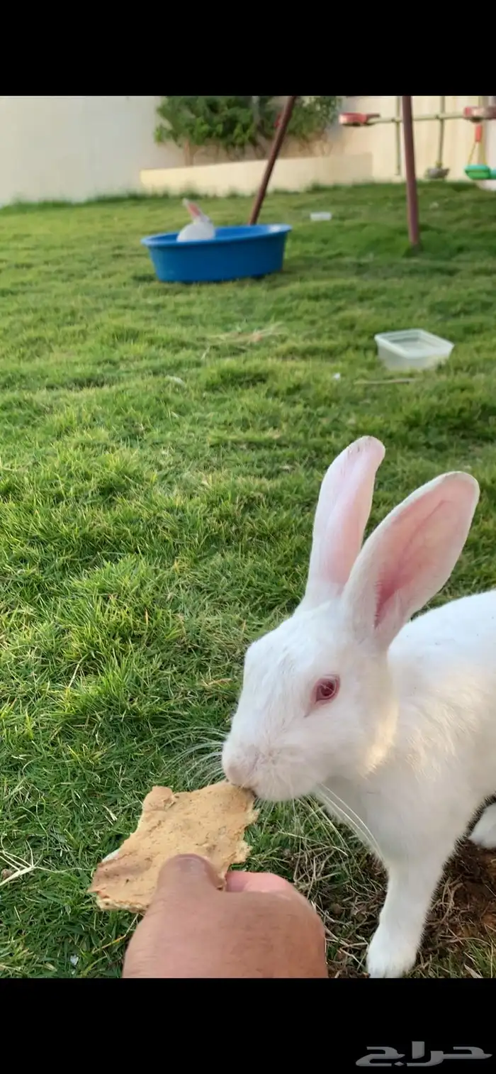 ارنبين فرنسيه 0