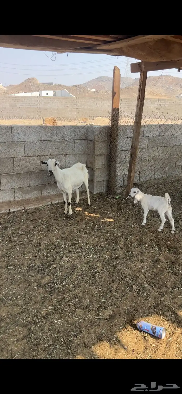 عنز تحتها جفره 1