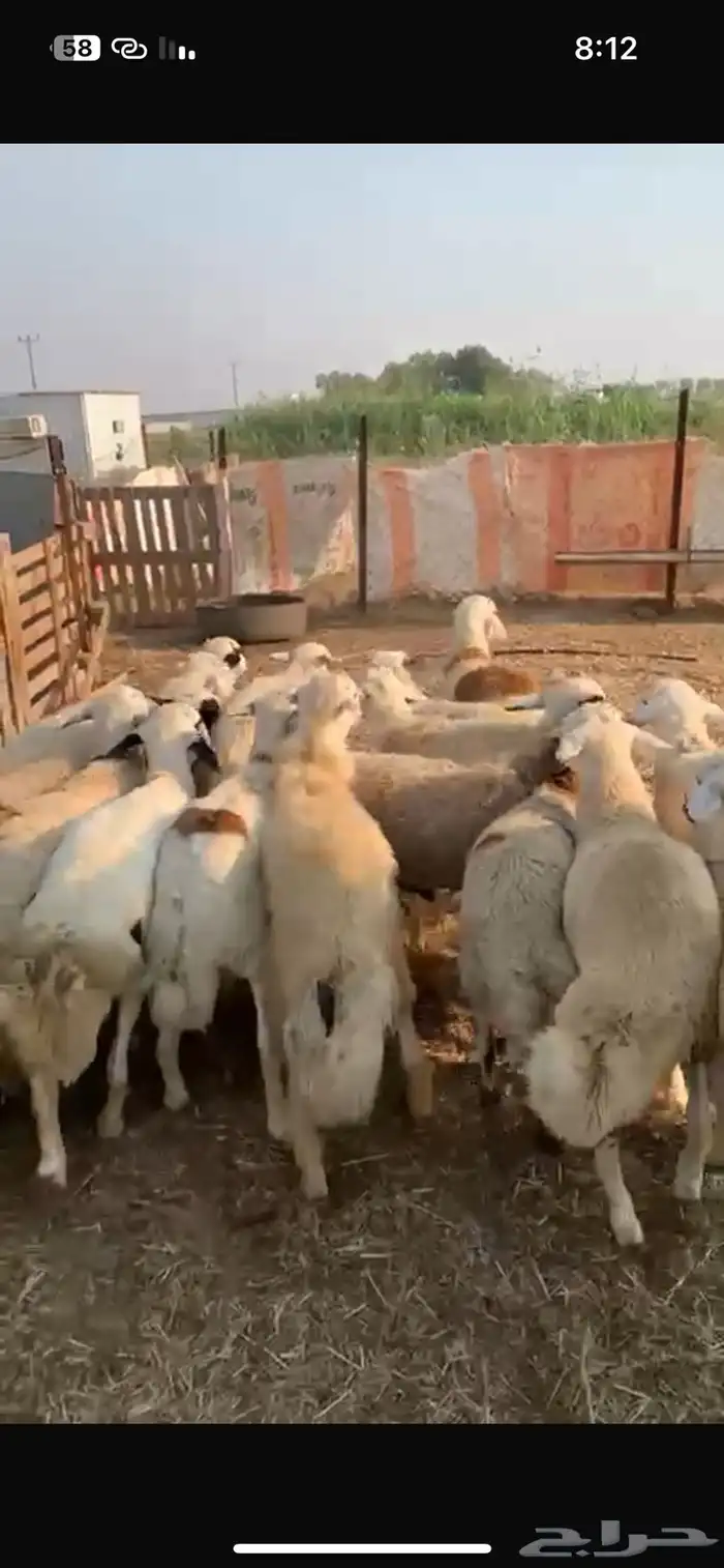 طليان حري طيبه رقم واحد طرف شحم تربيه 6 اشهر 4