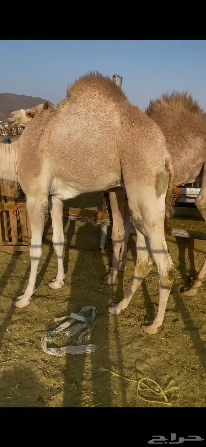 للبيع قعود كايف للمبادي وزواجات 1