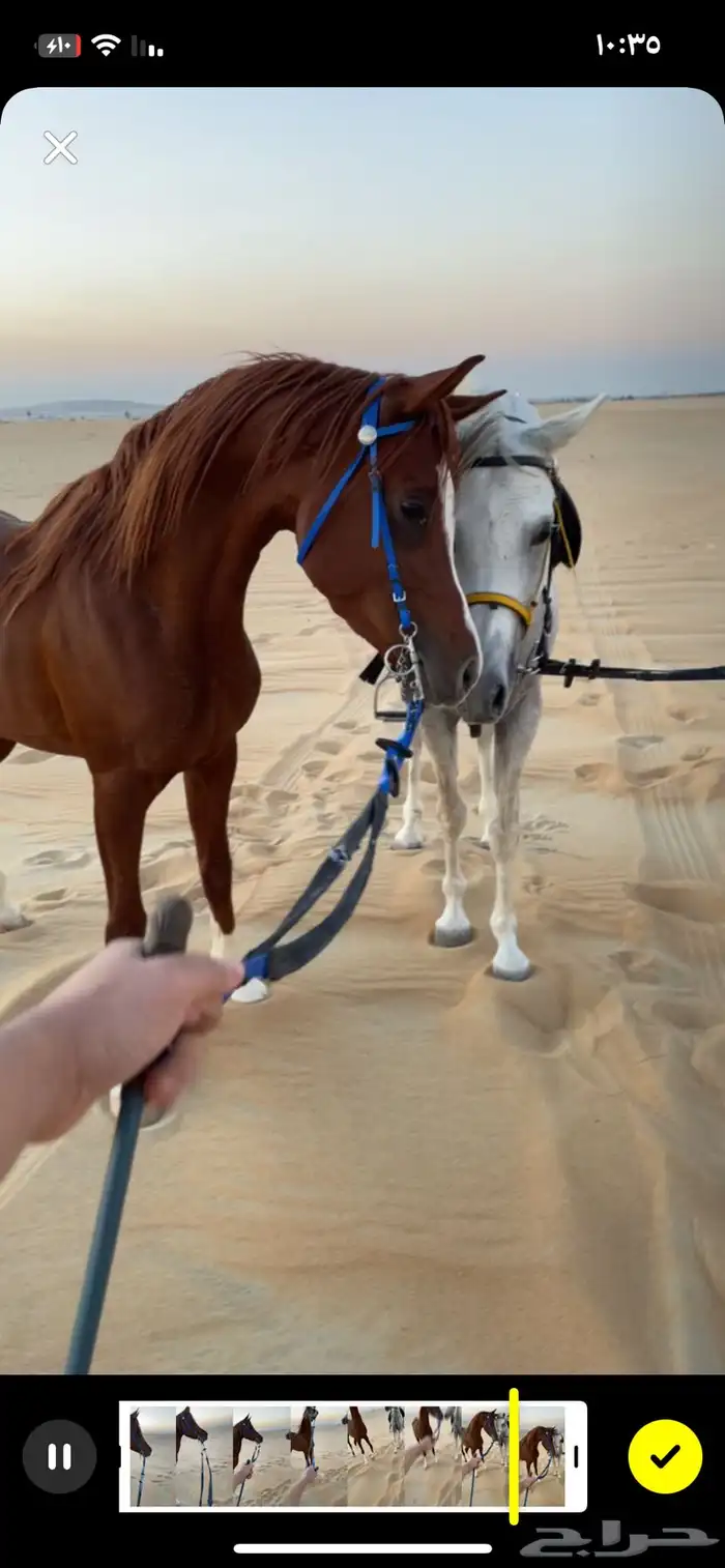 حصان مصري شعبي 11