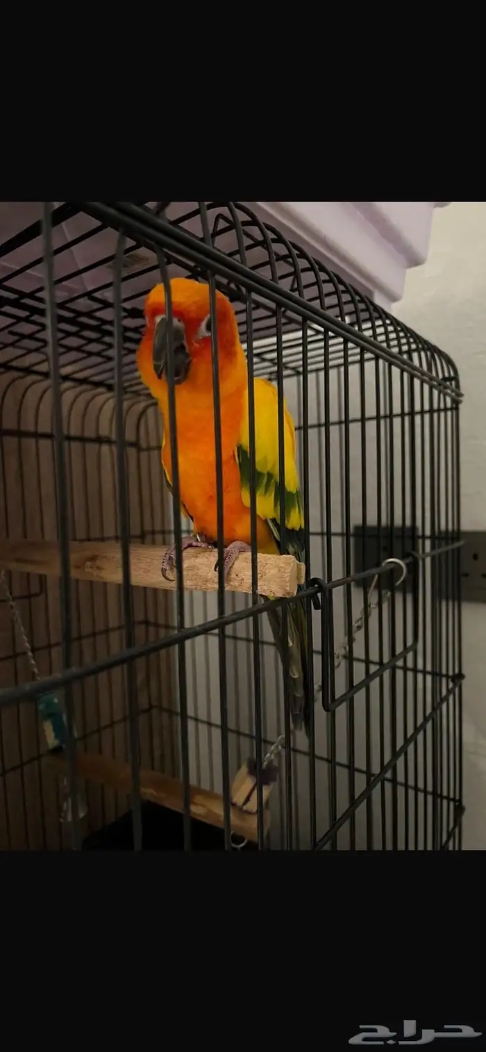 للبيع كاسكو   صن كنيور 0