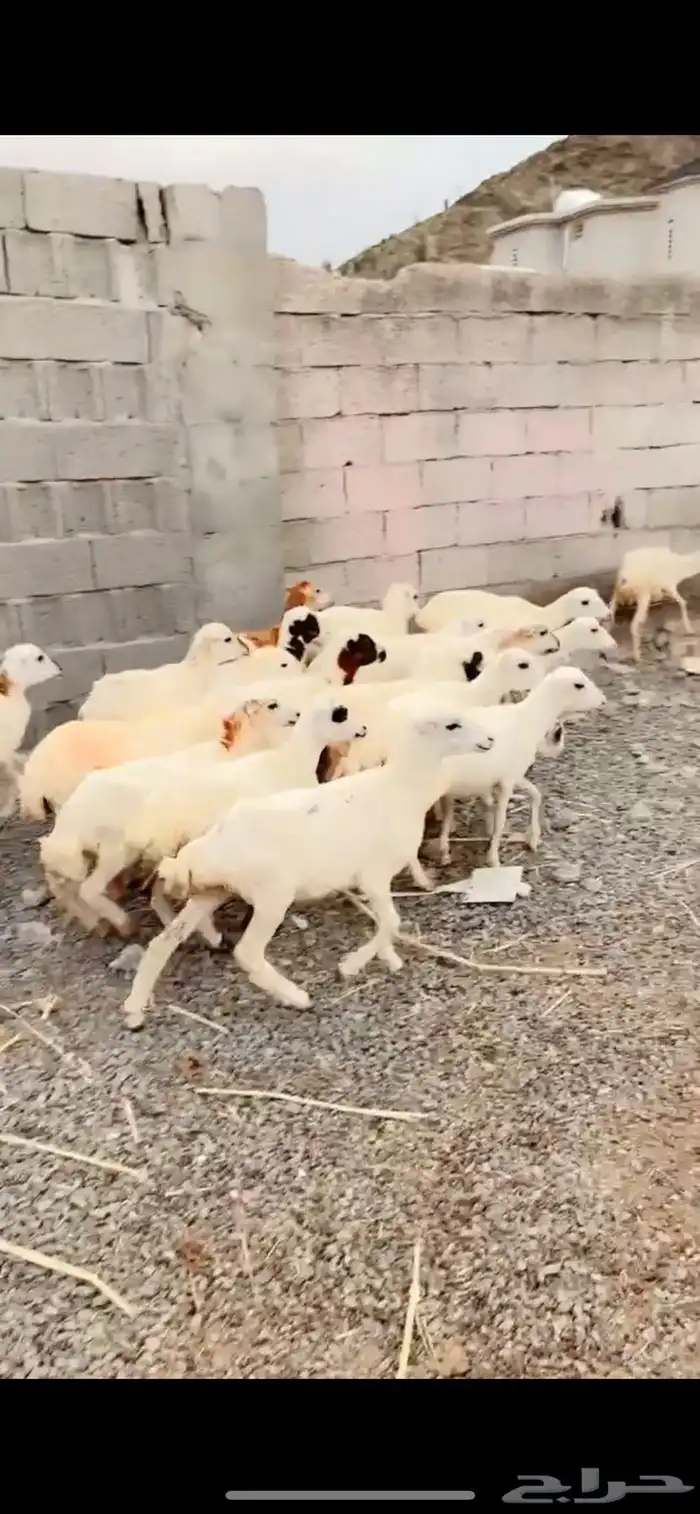 رخال رفيدية تربية محايل عسير 5