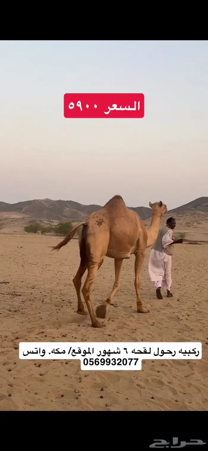 ركبي ركبيه رحول 8