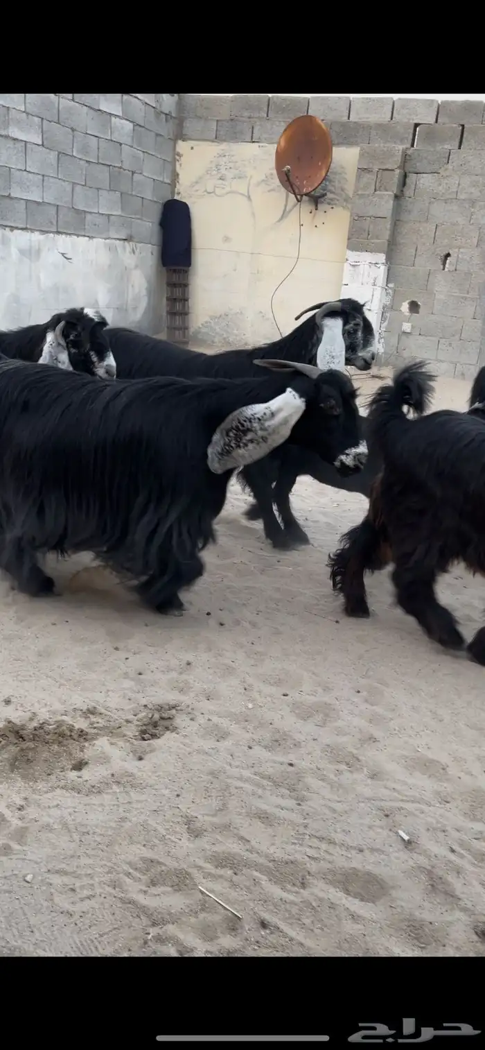 للبيع معزا عوارض ريش خصم معررفه 3