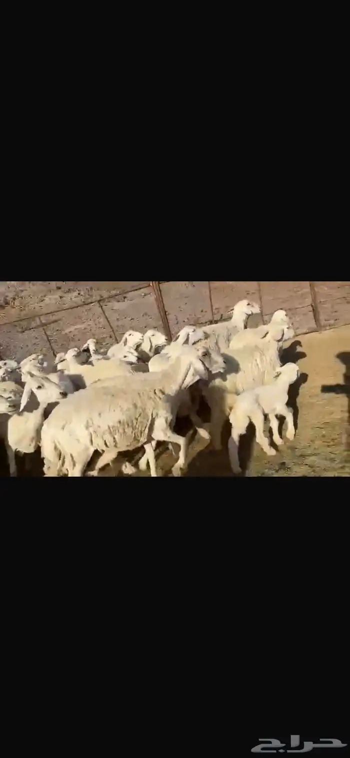 رخال وضأن حريات إمراح واحد خوات بعض العدد56 2