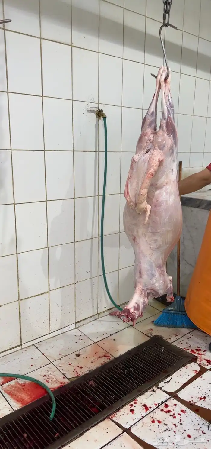 ذبايح فاخرة 2