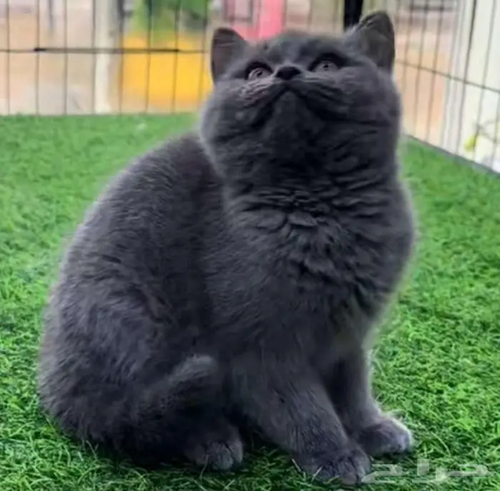 قطه كتن سكوتش للبيع 1