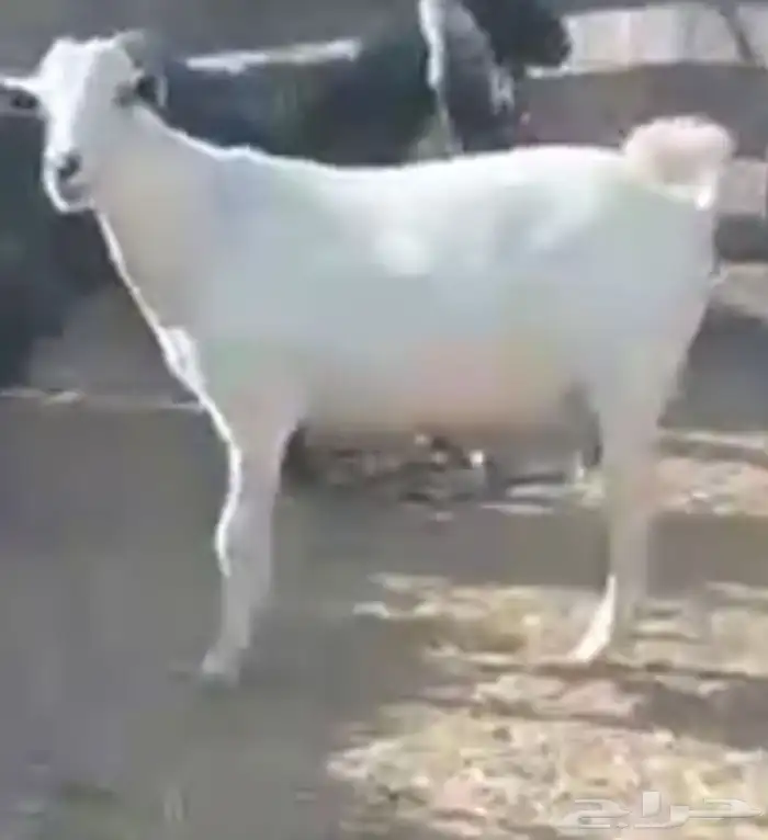 معزى جنوبيات دفيع 2