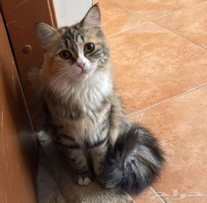 قطه تبني 0
