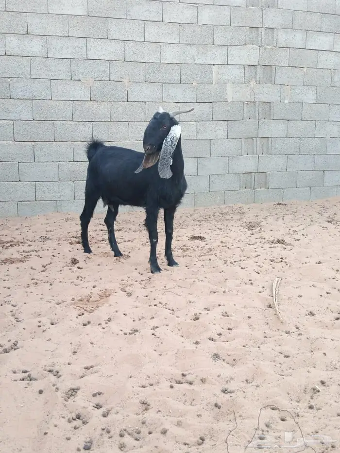 عنز رباع حايل 1