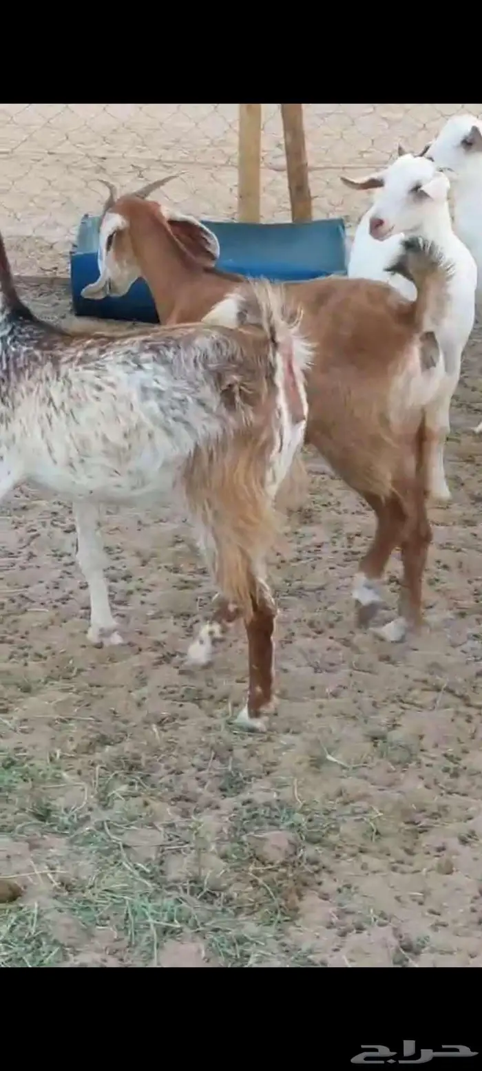 جذعات دفيع ومتومة معزا 3