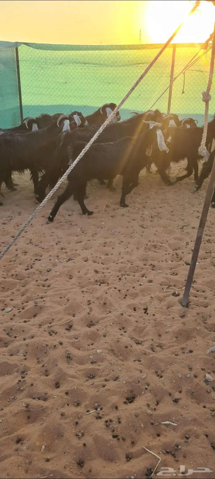 معزا عوارض 1