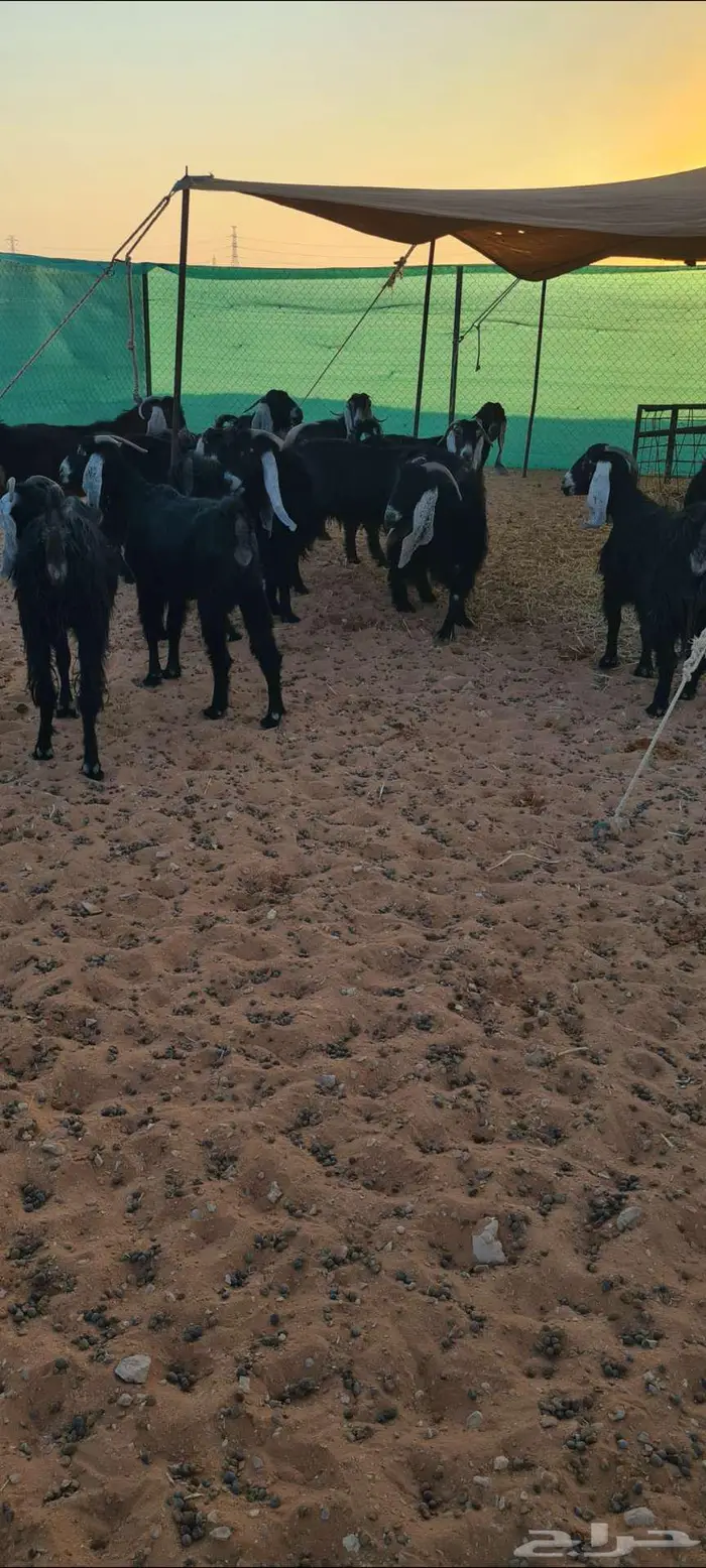 معزا عوارض 0