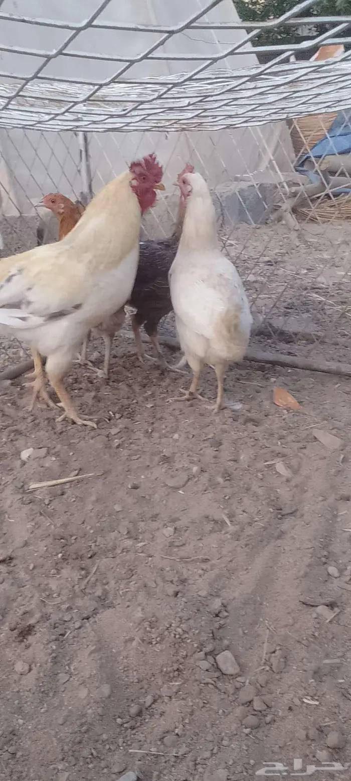 دجج للبيع وا شبك 1